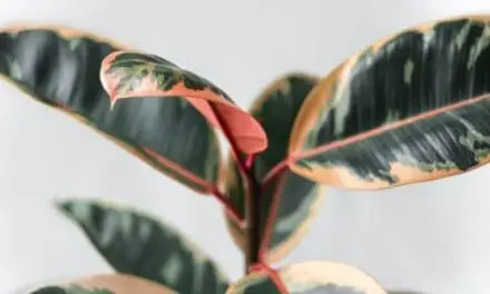 Why Is My Rubber Plant Drooping? (And How To Help It)