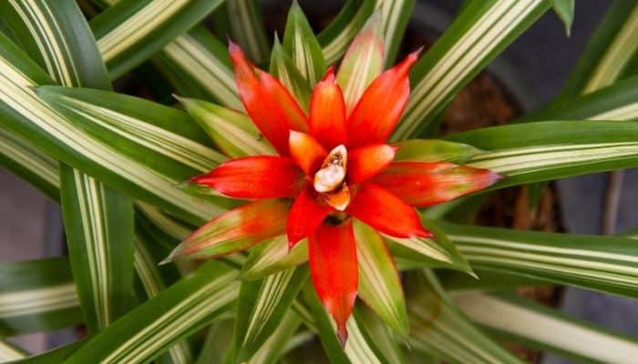 A red flowering bromeliad