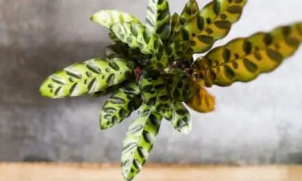 Why Is My Calathea Drooping? (And How To Revive It)