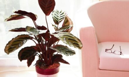 Why Is My Calathea Not Closing? (And How To Fix The Issue)