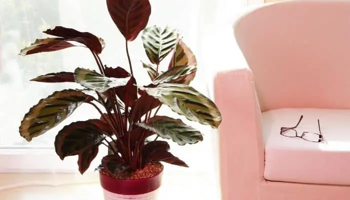 A Calathea plant with rich green leaves