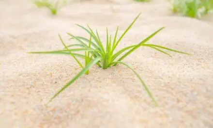 Will Grass Grow In Sand? (Explained)