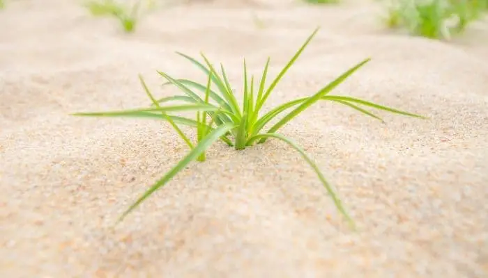 Grass growing in sand