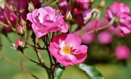 Can A Rose Bush Survive Without Leaves? (All You Need To Know)