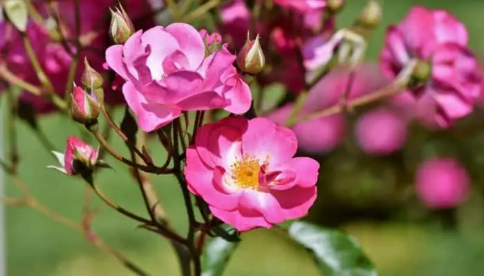 A pink rose without many leaves