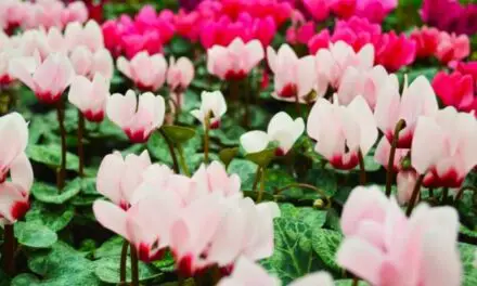 How Long Do Cyclamen Plants Last? (All You Need To Know)