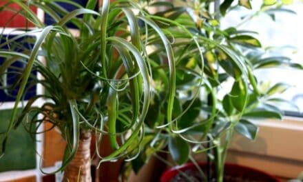 How To Keep A Ponytail Palm Small? (3 Ways That Work)