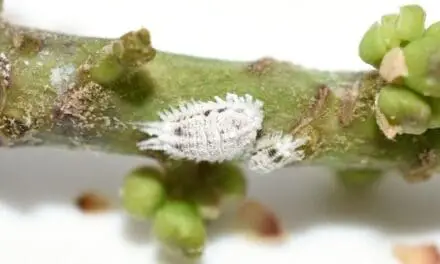 What Attracts Mealybugs? (And How To Stop Them)