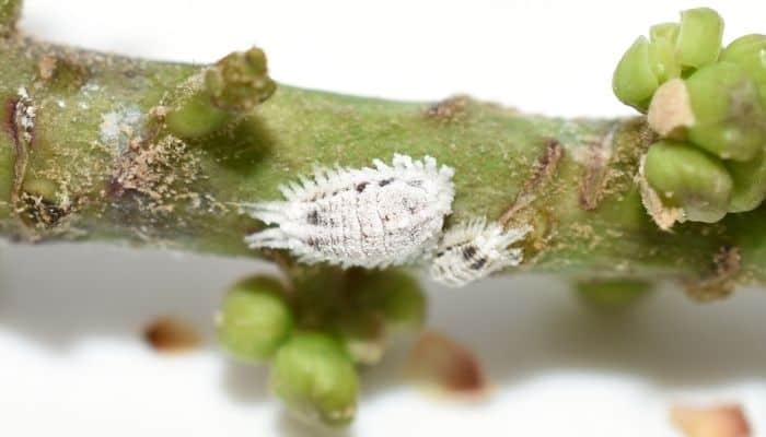 A mealybug on a plant