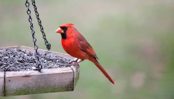 a bird eating at a bird feeder