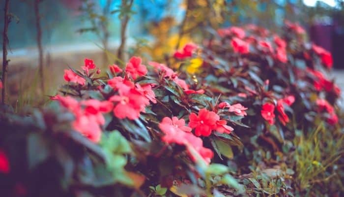 Red Impatiens growing outdoors