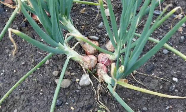 Why Are My Shallots So Small? (And How To Grow Big Ones)