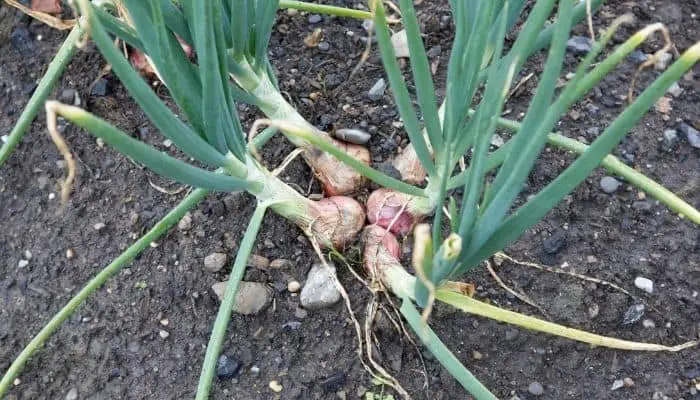 Shallots being harvested