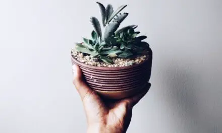 Why Did My Succulent Deflate? (And How To Revive It)