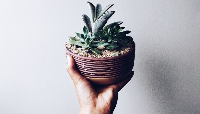A healthy potted succulent