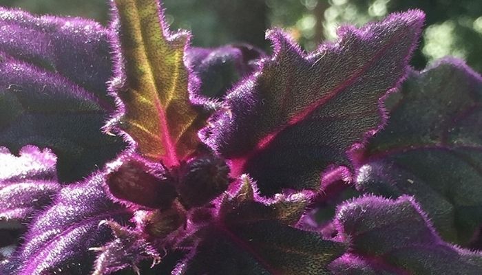 A Purple Passion Plant