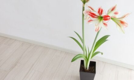 Why Is My Amaryllis So Tall? (All You Need To Know)