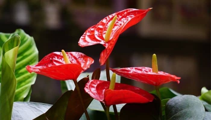 A Anthurium with bright red leaves