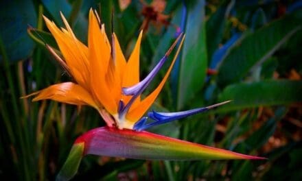 Why Is My Bird Of Paradise Drooping? (And What To Do)