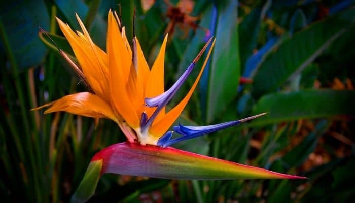An orange bird of paradise in bloom
