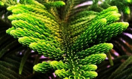 Why Is My Norfolk Island Pine Drying Out? (And How To Save It)
