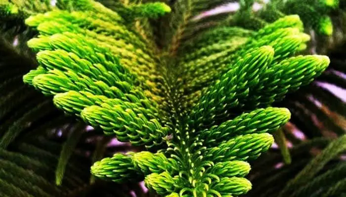 A green Norfolk Island Pine