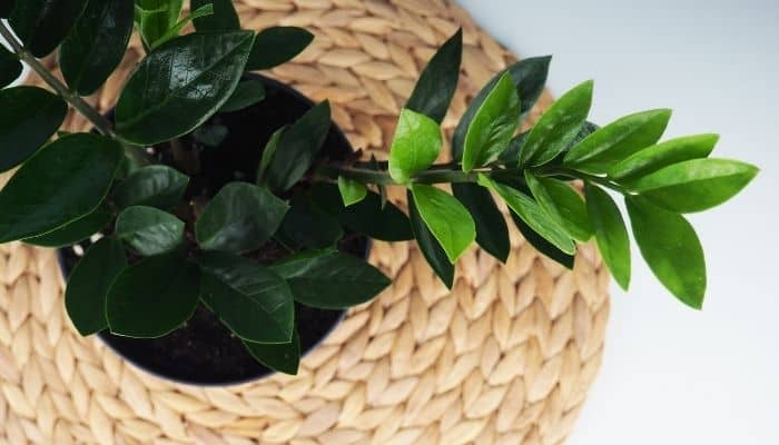 A zz plant growing in a basket