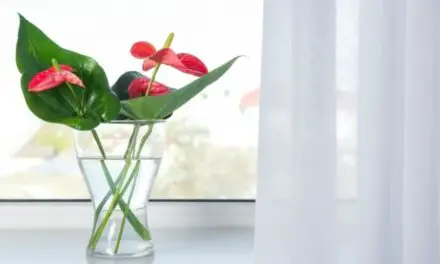 Will Anthurium Grow In Water? (Explained)