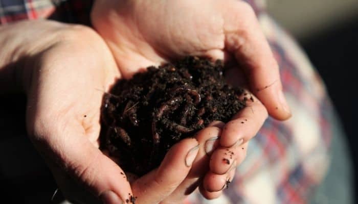 a gardener holding soil containing worms