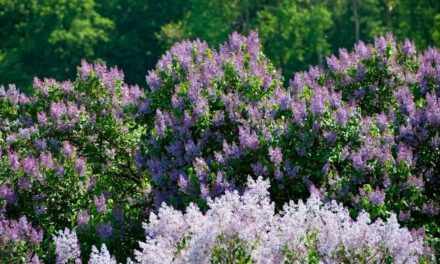 How Do Lilac Bushes Spread? (And How To Stop Them)
