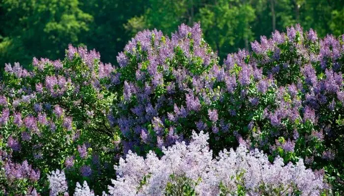lilac bushes growing close together