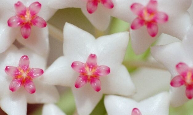 Hoya Plant Care – How To Properly Look After Your Hoya
