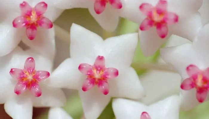 Hoyas blooming white waxy flowers
