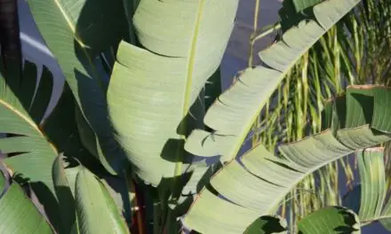 Why Is My Bird of Paradise Leaves Splitting? (Explained)