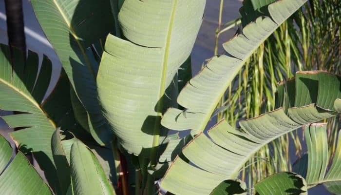 A Bird of Paradise with split leaves