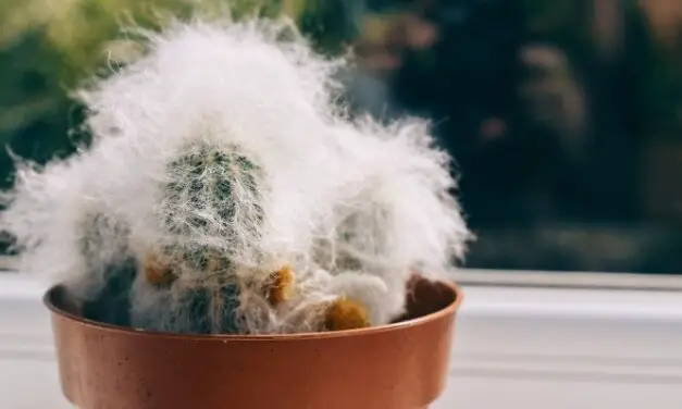 Why Is My Cactus Hairy? (Explained)