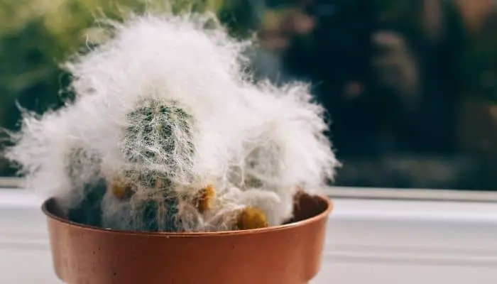 A hairy potted cactus