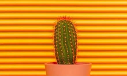 Why Is My Cactus Turning Orange? (Causes And Solutions)
