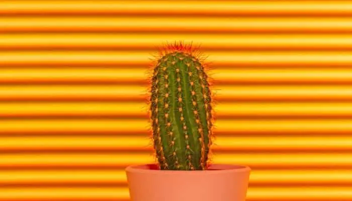 An orange cactus