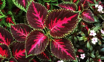 Why Is My Coleus Turning Green? (And How To Keep It Colorful)