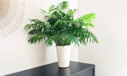 Why Is My Parlor Palm Drying Out? (And How To Revive It)