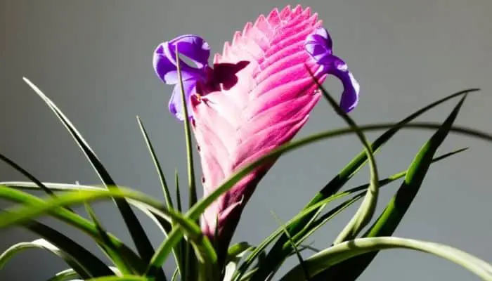 A flowering pink quill