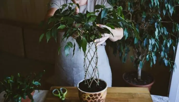 A potted weeping fig plant