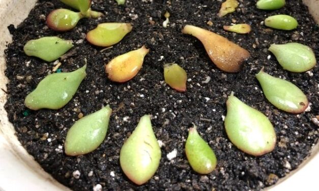 Why Won’t My Succulent Grow Roots? (And What To Do)