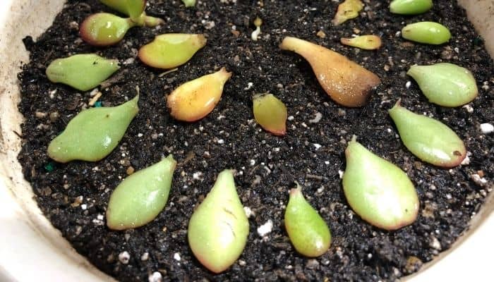 Succulent cuttings sprouting roots
