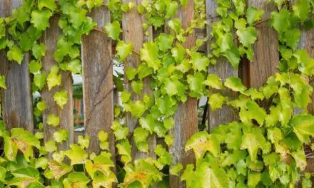 Will Ivy Damage My Fence? (Everything You Need To Know)