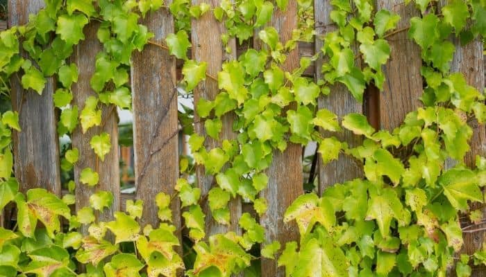 Ivy damaging a wooden fence