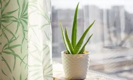 Will My Aloe Vera Plant Get Bigger? (And How To Encourage Growth)