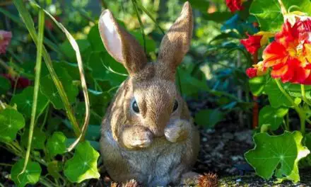 Will Rabbits Jump Into Raised Beds? (And How To Keep Them Out)