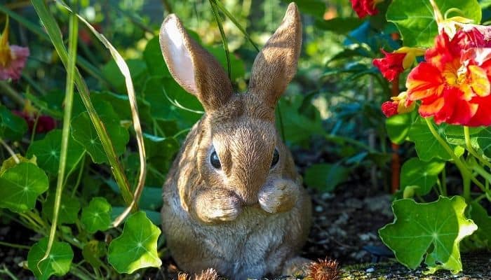 A rabbit in a raised bed